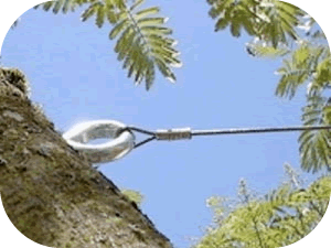 Tree Cabling | Rockwall, Tx