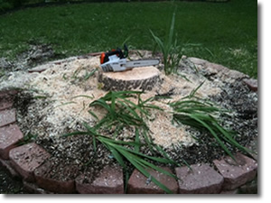 Stump Grinding in Rockwall, Tx