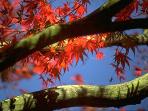 Tree Service Rockwall, Tx