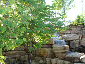 Landscaping Service |  Rockwall, Tx