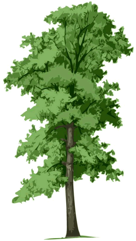 Rockwall Certified Arborist