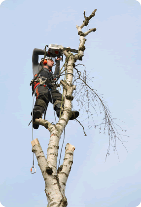 Tree Removal | Rockwall, Tx