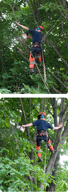 Rockwall Tree Trimming | Pruning 